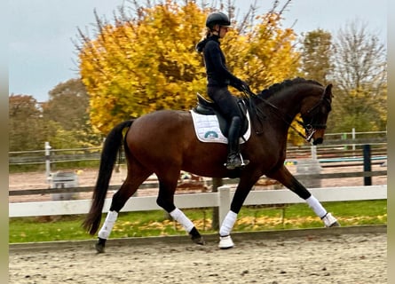 Koń hanowerski, Wałach, 7 lat, 168 cm, Ciemnogniada