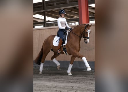 Koń hanowerski, Wałach, 7 lat, 170 cm, Kasztanowata