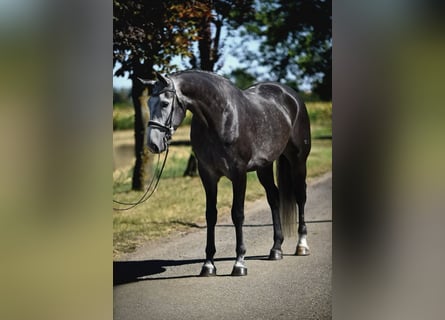 Koń hanowerski, Wałach, 7 lat, 175 cm, Siwa jabłkowita