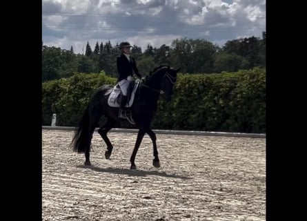 Koń hanowerski, Wałach, 7 lat, 176 cm, Kara