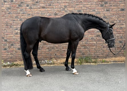 Koń hanowerski, Wałach, 9 lat, 165 cm, Kara