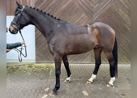 Koń hanowerski, Wałach, 9 lat, 175 cm, Ciemnogniada