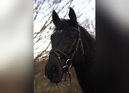 Koń hanowerski, Wałach, 10 lat, 173 cm, Kara