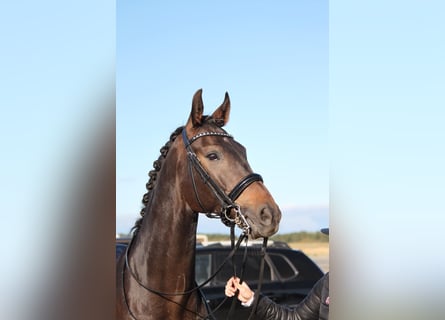 Koń hanowerski, Wałach, 10 lat, 175 cm, Ciemnogniada