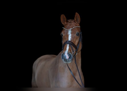 Koń hanowerski, Wałach, 11 lat, 172 cm, Ciemnokasztanowata