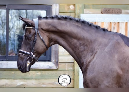 Koń hanowerski, Wałach, 11 lat, 172 cm, Kara