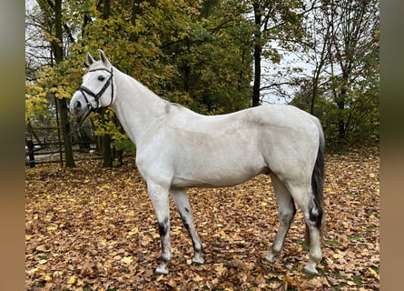 Koń hanowerski, Wałach, 12 lat, 167 cm, Siwa