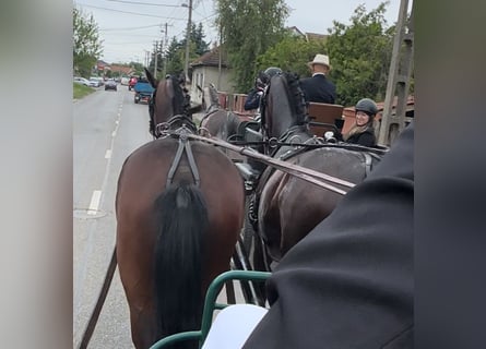 Koń hanowerski, Wałach, 12 lat, 170 cm, Ciemnogniada