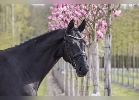 Koń hanowerski, Wałach, 12 lat, 172 cm, Kara