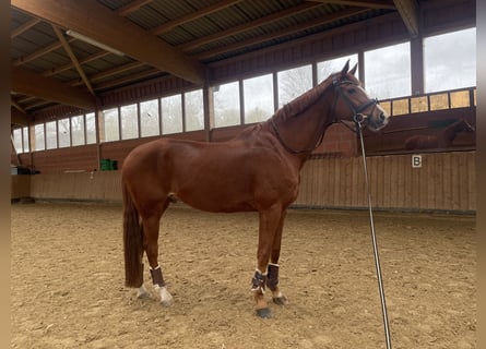 Koń hanowerski, Wałach, 12 lat, 181 cm, Kasztanowata