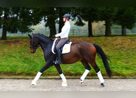 Koń hanowerski, Wałach, 13 lat, 168 cm, Gniada