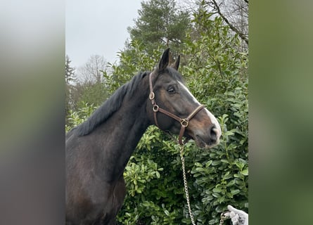 Koń hanowerski, Wałach, 13 lat