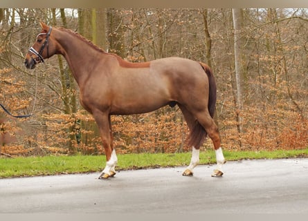 Koń hanowerski, Wałach, 14 lat, 166 cm, Ciemnokasztanowata