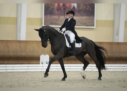 Koń hanowerski, Wałach, 14 lat, 171 cm, Kara