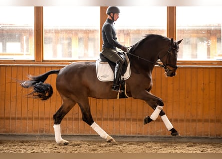 Koń hanowerski, Wałach, 15 lat, 169 cm, Gniada