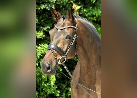 Koń hanowerski, Wałach, 15 lat, Ciemnogniada