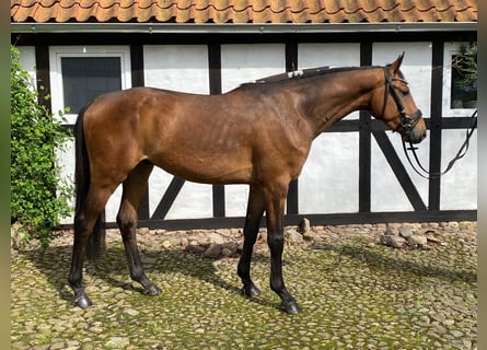 Koń hanowerski, Wałach, 3 lat, 162 cm, Gniada