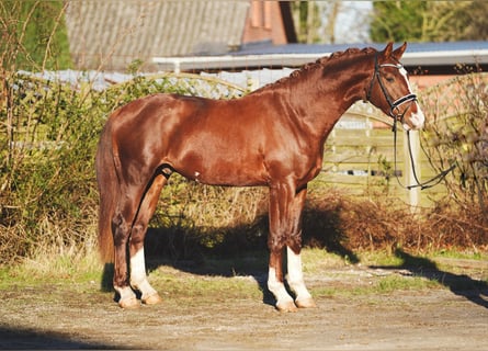 Koń hanowerski, Wałach, 3 lat, 165 cm, Ciemnogniada