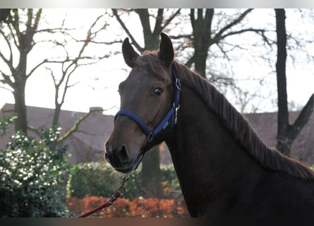 Koń hanowerski, Wałach, 3 lat, 166 cm, Ciemnokasztanowata