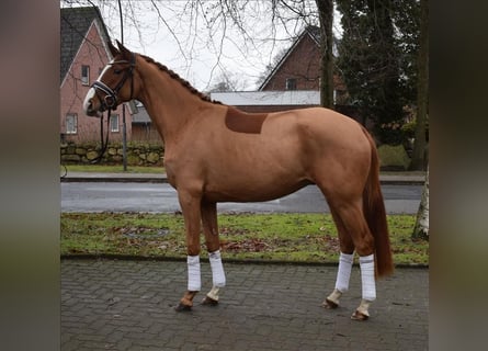 Koń hanowerski, Wałach, 3 lat, 168 cm, Kasztanowata