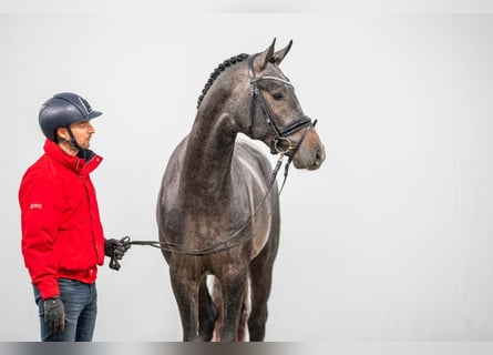 Koń hanowerski, Wałach, 3 lat, 168 cm, Siwa
