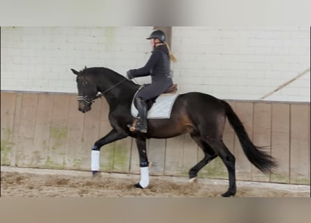 Koń hanowerski, Wałach, 3 lat, 168 cm, Skarogniada