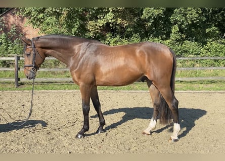 Koń hanowerski, Wałach, 3 lat, 170 cm, Gniada