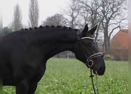Koń hanowerski, Wałach, 3 lat, 173 cm, Kara