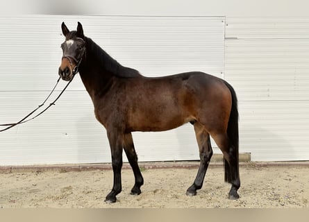 Koń hanowerski, Wałach, 4 lat, 155 cm, Gniada