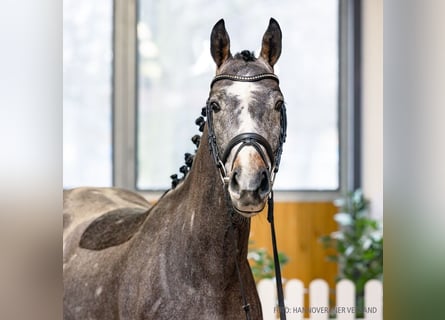 Koń hanowerski, Wałach, 4 lat, 158 cm, Siwa