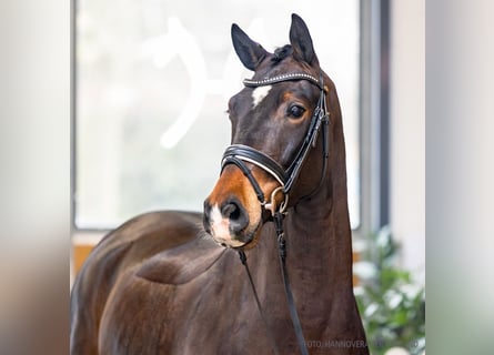 Koń hanowerski, Wałach, 4 lat, 159 cm, Ciemnogniada