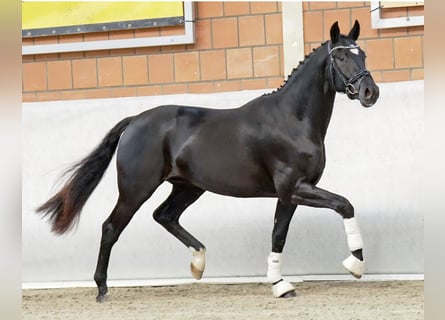 Koń hanowerski, Wałach, 4 lat, 164 cm, Kara