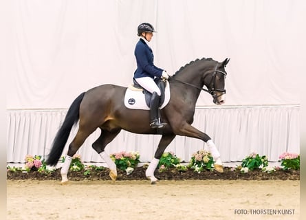 Koń hanowerski, Wałach, 4 lat, 165 cm, Ciemnogniada