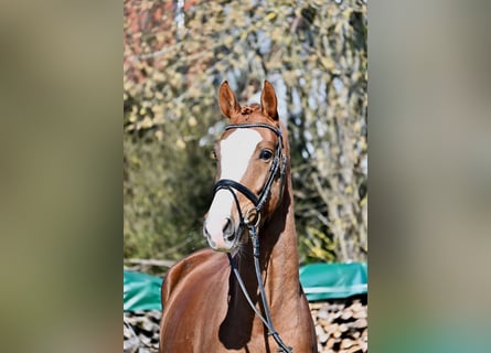 Koń hanowerski, Wałach, 4 lat, 165 cm, Ciemnokasztanowata