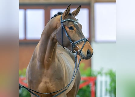 Koń hanowerski, Wałach, 4 lat, 166 cm, Gniada