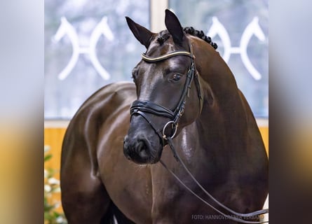 Koń hanowerski, Wałach, 4 lat, 166 cm, Kara
