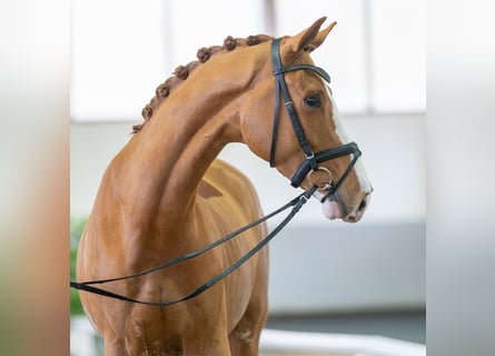 Koń hanowerski, Wałach, 4 lat, 166 cm, Kasztanowata