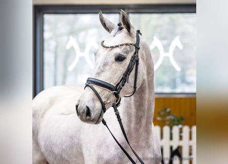 Koń hanowerski, Wałach, 4 lat, 166 cm, Siwa