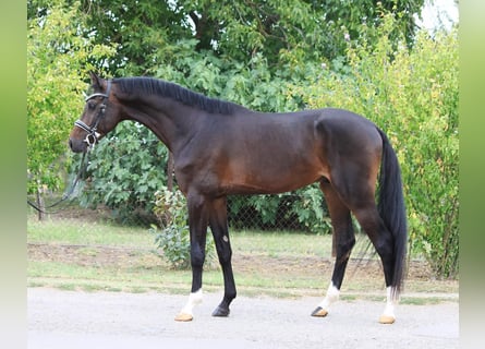 Koń hanowerski, Wałach, 4 lat, 167 cm, Gniada