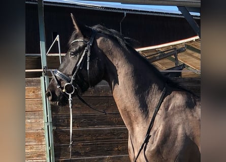 Koń hanowerski, Wałach, 4 lat, 167 cm, Kara
