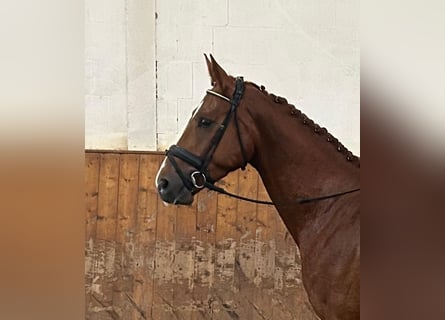 Koń hanowerski, Wałach, 4 lat, 167 cm, Kasztanowata