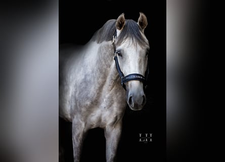 Koń hanowerski, Wałach, 4 lat, 167 cm, Siwa jabłkowita