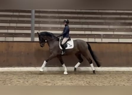 Koń hanowerski, Wałach, 4 lat, 168 cm, Ciemnogniada