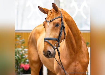 Koń hanowerski, Wałach, 4 lat, 168 cm, Kasztanowata