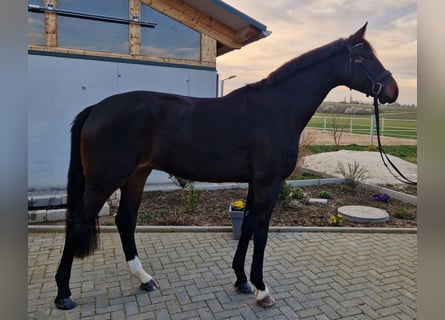 Koń hanowerski, Wałach, 4 lat, 169 cm, Ciemnogniada