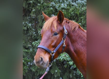 Koń hanowerski, Wałach, 4 lat, 169 cm, Ciemnokasztanowata