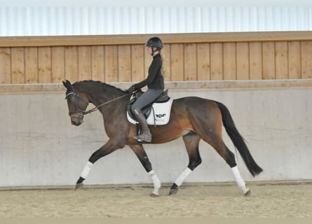 Koń hanowerski, Wałach, 4 lat, 170 cm, Gniada