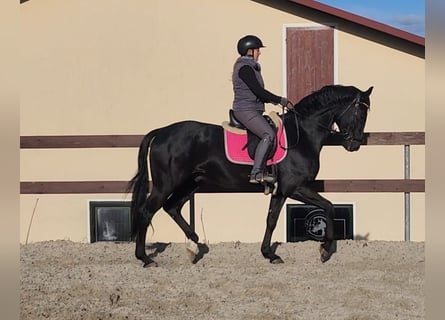 Koń hanowerski, Wałach, 4 lat, 170 cm, Kara