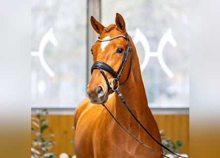 Koń hanowerski, Wałach, 4 lat, 170 cm, Kasztanowata