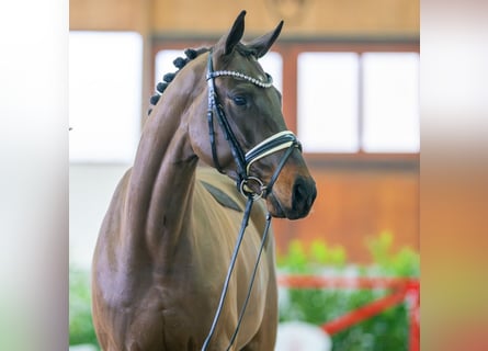 Koń hanowerski, Wałach, 4 lat, 171 cm, Ciemnogniada